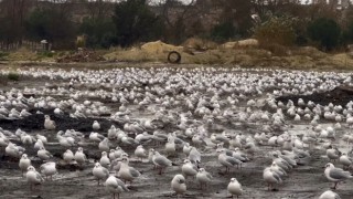 İstanbulda etkili olan Lodos martıları da vurdu