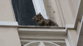 İstiklal Caddesinde film gibi kedi kurtarma operasyonu: Kediyi havada yakalamaya çalışırken tırmalandı