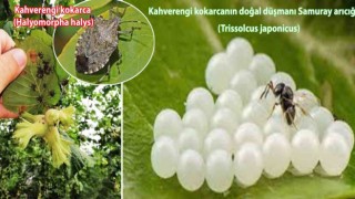 İstilacı kahverengi kokarcaya karşı samuray arısı