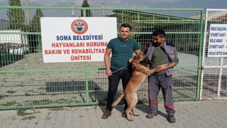 İzmirde kaybolan köpek Somada sokakta bulundu
