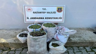 Jandarma ekipleri hırsızlara göz açtırmıyor