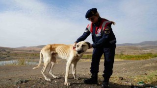 Jandarma ekipleri sahipsiz köpeklere sahip çıkıyor