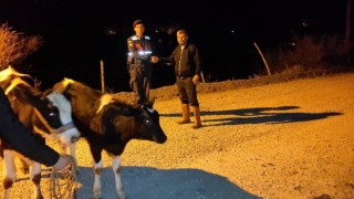 Jandarma, kaybolan inekleri kısa sürede buldu