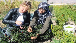Kadınlar topraktan sofraya üretim yapıyor