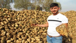 Çiftçilerde şekerin babası şeker pancarı hasadı heyecanı