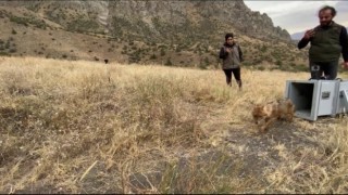 Kalçası kırılan çakal tedavi edilerek doğaya bırakıldı