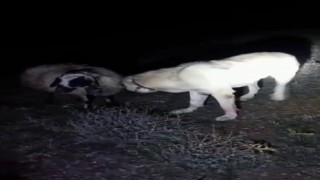 Kangal vefası ile hayret ettirdi