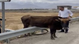 Kara yolundaki bariyerde mahsur kalan inek kurtarıldı