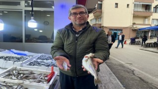 Karadeniz'de 300 gramlık mezgit yakalandı