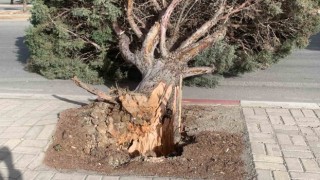 Karamanda şiddetli rüzgâr ağacı kökünden kırdı