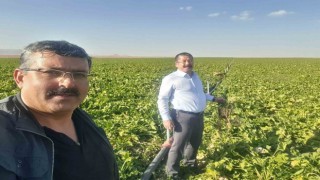 Karapınarda mısır ve şekerpancarı mesaisi
