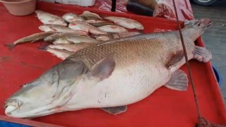 Karasu Nehrinde 110 kiloluk turna balığı oltaya takıldı