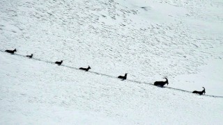 Karlı dağları aşarak göç yoluna koyulan şamua sürüsü görüntülendi