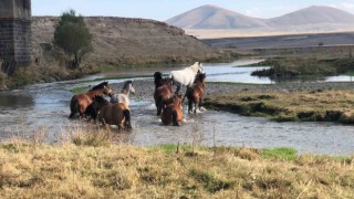 Karsta yılkı atları doğal ortamda görüntülendi