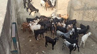 Kaybolan Hayvanlar Jandarma Tarafından Bulundu