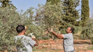 Kepezden zeytin hasadı