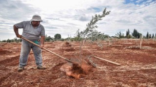 İmarlı alanlardaki zeytin ağaçları belediye tarafından kurtarıldı