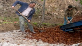 Kestanede bu yıl verim az kalite yüksek