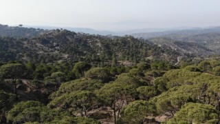 Kilosu altınla yarışan çam fıstığını izinsiz toplayan 3 şüpheli suçüstü yakalandı