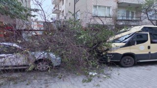 Kırklarelinde şiddetli rüzgar ağaçları devirdi