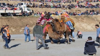 Koçarlı, Geleneksel Deve Güreşi Festivaline hazır