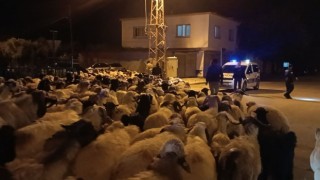 Kış geldi Konargöçerler Torosların zirvesinden inmeye başladı