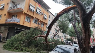 Kopan ağaç dalı seyir halindeki otomobilin üzerine düştü