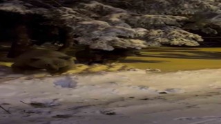 Korku dolu anlar kamerada, sinirlenen ayı böyle saldırdı