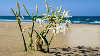 Koruma altındaki kum zambağı çalıştay sembolü oldu
