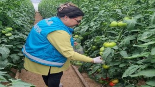 Kütahyada örtüaltı üretim alanlarından domates numuneleri alındı