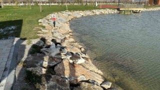 Kütahyada Yedigöller 100. Yıl Kültür Parkına kaz bırakıldı