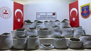 Licede 280 kilo esrar ve 244 bin 500 esrar bitkisi ele geçirildi