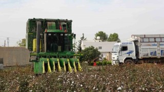 Mardinde 50 bin dönümde ekilen beyaz altının hasadına başlandı