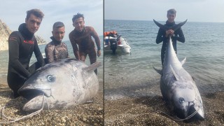Genç balıkçılar zıpkınla 150 kiloluk orkinos balığı yakaladı