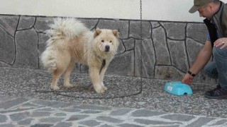 Mike, minnet borcunu kurtarıcılarının bekçi köpekliğini yaparak ödüyor