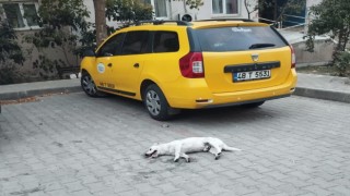 Milasta köpeğin zehirlendiği iddiası