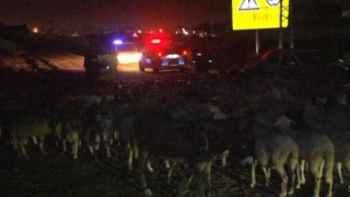 Milleti için gece gündüz fedakarca çalışan polisler bu kez çobanlık yaptı
