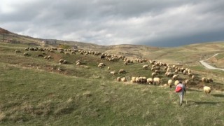 Muşlu çobanlar sigortalı olacak