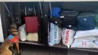 Narkotik köpeği uyuşturucu ticaretine geçit vermedi
