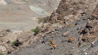 Nesli koruma altındaki yaban keçileri Yusufeli karayolunda görüntülendi