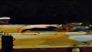 Nesli tükenme tehlikesinde olan su samuru Bursada görüntülendi