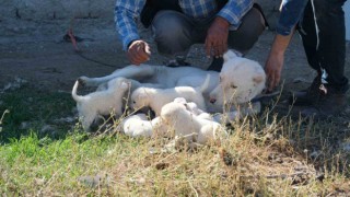 (ÖZEL) Annesiz kalan yavruları başka bir Akbaş cinsi köpek sahiplendi