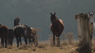 (ÖZEL) Yılkı atları dronlarla 4 mevsim görüntülendi