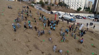 Pamukkalede 3202 ağaç daha toprakla buluştu