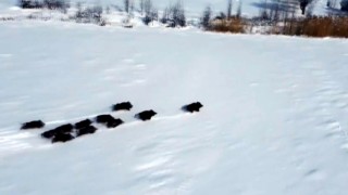 Popülasyonu artan domuz sürüsü havadan görüntülendi