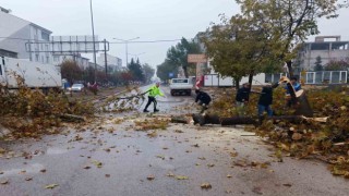 Rüzgar nedeniyle devrilmek üzere olan ağaç korkuttu