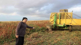 Sandıklıda bu yıl 100 bin ton üzerinde şeker pancarı rekoltesi bekleniyor