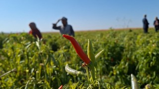 Şanlıurfada ilk kez ekilen ürün çiftçinin yüzünü güldürdü