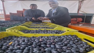 Sarıgölde zeytin hasadına başlandı