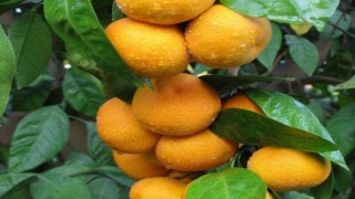 İzmir'in Seferihisar İlçesi Mandalina şenliğine Hazırlanıyor